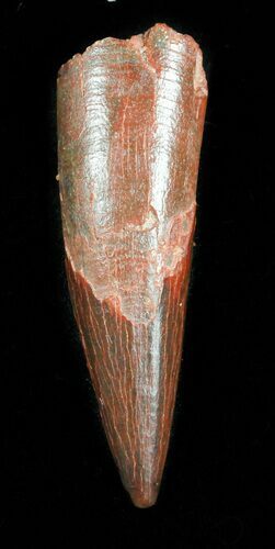 Pterosaur Tooth - Kem Kem Beds, Morocco #47805